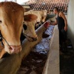 Permintaan Sapi Kurban Naik Tajam, Ekonomi Rakyat Mulai Bergerak Menjelang Idul Adha 2026