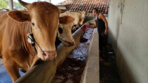 Permintaan Sapi Kurban Naik Tajam, Ekonomi Rakyat Mulai Bergerak Menjelang Idul Adha 2026