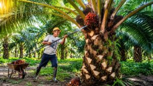 Produksi CPO Indonesia Tembus 53 Juta Ton, Saatnya Hilirisasi Sawit Naik Kelas