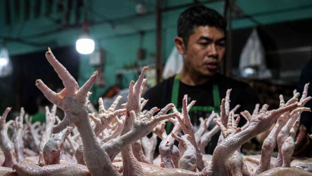Harga Ayam Melonjak hingga Rp100 Ribu, Kemendagri Soroti Rantai Distributor
