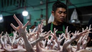 Harga Ayam Melonjak hingga Rp100 Ribu, Kemendagri Soroti Rantai Distributor