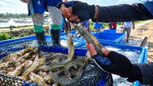 Impor Udang Tekan Petambak, Pemerintah Diminta Perkuat Industri Lokal